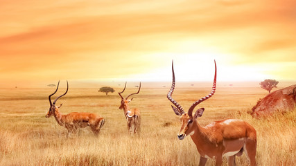 Wall Mural - lonely antelope in the african savanna against a beautiful sunset. african landscape. serengeti nati