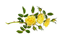 Yellow Garden Rose Flower, Buds And Leaves