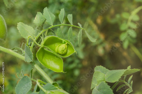 Cuadros en Lienzo Green pod and bean chickpea are growing