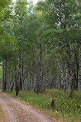 track in the woods 2