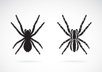 Vector of spider on white background. Insect. Animal. Easy editable layered vector illustration.