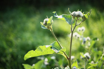 Wall Mural - Thistle with bokeh background. 