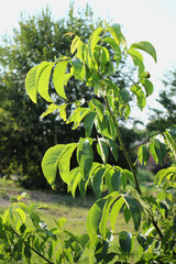 Wall Mural - Walnut tree caught in opposite of light. 