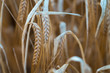 crops / barley 1