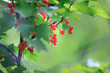 ripe redcurrant fruits in the garden.