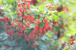 ripe redcurrant fruits in the garden.
