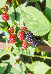 Wall Mural - Ripe, unripe and juicy blackberries in the summer garden.