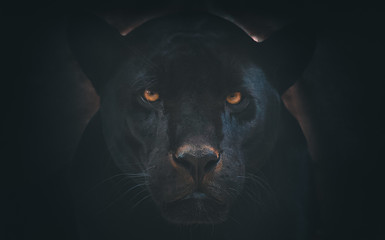 black jaguar