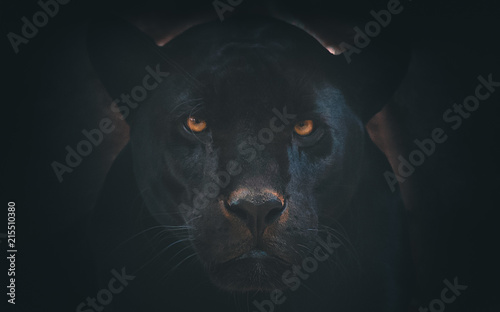 black jaguar Canvas