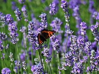 Wall Mural - small tortoiseshell butterfly on a lavender plant