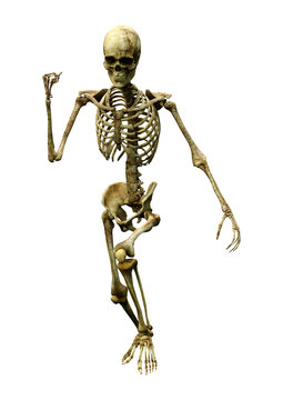 3D Rendering Human Skeleton on White