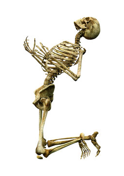 3D Rendering Human Skeleton on White