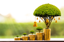 Stacking Gold Coins And Money Bag Of Tree With Growing Put On The Wood On The Morning Sunlight In Public Park, Saving Money And Loan For Business Investment Concept.