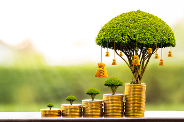 Stacking gold coins and money bag of tree with growing put on the wood on the morning sunlight in public park, Saving money and loan for business investment concept.