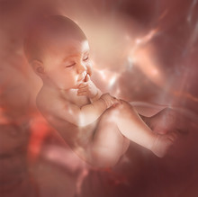 Embryo Inside Belly