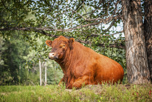 Red Angus Bull - Resting By The Cottonwoods