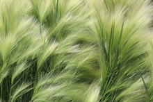 Delicate, Beautiful, Graceful, Curves Of Feather Grass