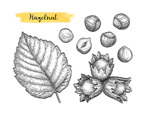 Canvas Print - ink sketch of hazelnut.