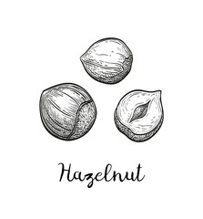 Canvas Print - ink sketch of hazelnut.