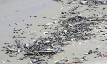 Toxic Algae Also Known As Red Tide Causes Tremendous Amounts Of Fish To Wash Up Dead On Fort Myers Beach And Other West Coast Cities In Florida, USA. 