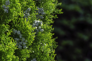 Wall Mural - decorative juniper with berries