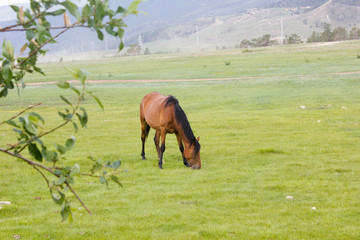 horse on a meadow