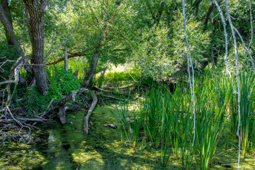 Wall Mural - Endge of Pond with Vegitation Trees Bushes Old Branches Dead Trees Leaves