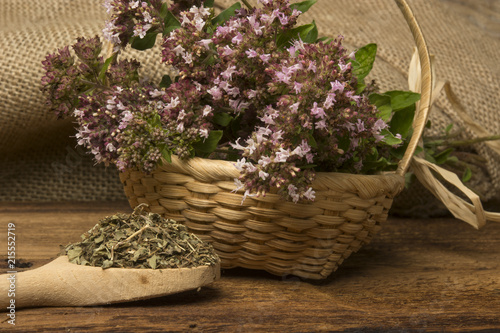 Origanum vulgare (oregano) herb - spice on a table