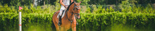 Horse Horizontal Banner For Website Header Design. Dressage Horse And Rider In Uniform During Equestrian Competition. Blur Green Trees As Background. 