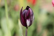 Tulip Transition