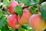 close-up of red apples on apple tree branch
