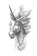 Vector vintage illustration of unicorn in engraving style. Hand drawn portrait of magic animal isolated on white. Fantasy character sketch