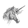 Vector vintage illustration of unicorn in engraving style. Hand drawn portrait of magic animal isolated on white. Fantasy character sketch