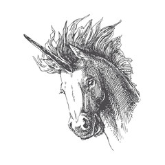 Vector vintage illustration of unicorn in engraving style. Hand drawn portrait of magic animal isolated on white. Fantasy character sketch