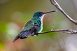 Hummingbird bird from tropic forest in Brazil