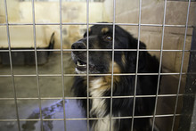 Dog In Kennel