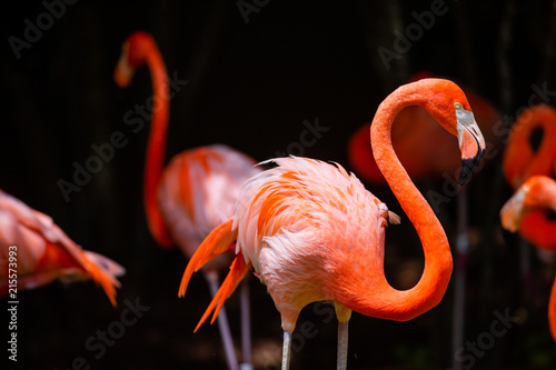 Photo  Flamingo