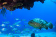 Caribbean reef fish. A goliath grouper can be seen in among a school of horse eyed jacks. The reef creatures are part of the delicate ecosystem that thrives in the underwater habitat