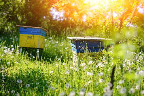 Polish landscape with beehives on ecological field