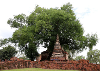 Small stupa under the tree beside the main pagoda in the ruins of ancient remains at Wat Worachet temple, it built in 1593 AD in the Ayutthaya period.