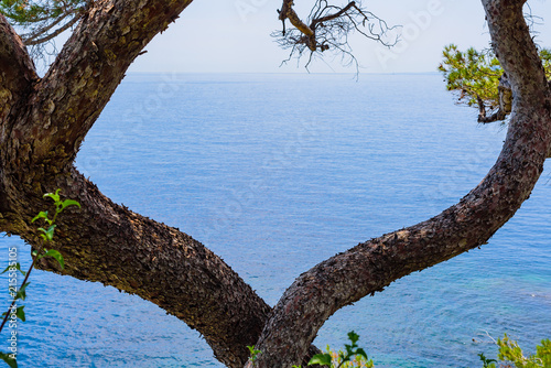 Fotografía Abstract composition with tree branches on Cape Martin
