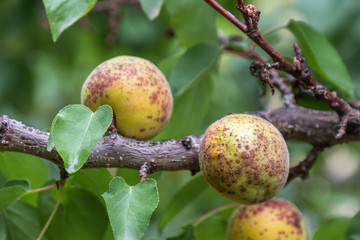 diseases of plants and apricot tree