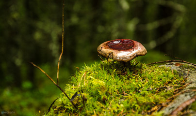 Mushroom in autumn forest