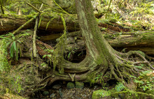 Huge Exposed Tree Roots Covered In Mosses Inside Lush Forest