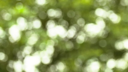 Wall Mural - sunlight shining through the leaves of trees natural blurred background, nature green bokeh abstract