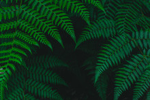 Dark Botanical Background Tropical Fern Faded
