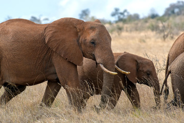 Canvas Print - Elephant in National park of Kenya