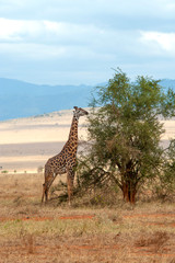 Wall Mural - Giraffe in National park of Kenya