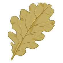 Vector Cartoon Illustration - Autumn Fallen Brown Leaf Of Oak Tree