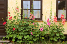 Alcea Rosea (common Hollyhock) Are Popular Garden Ornamental Plants.